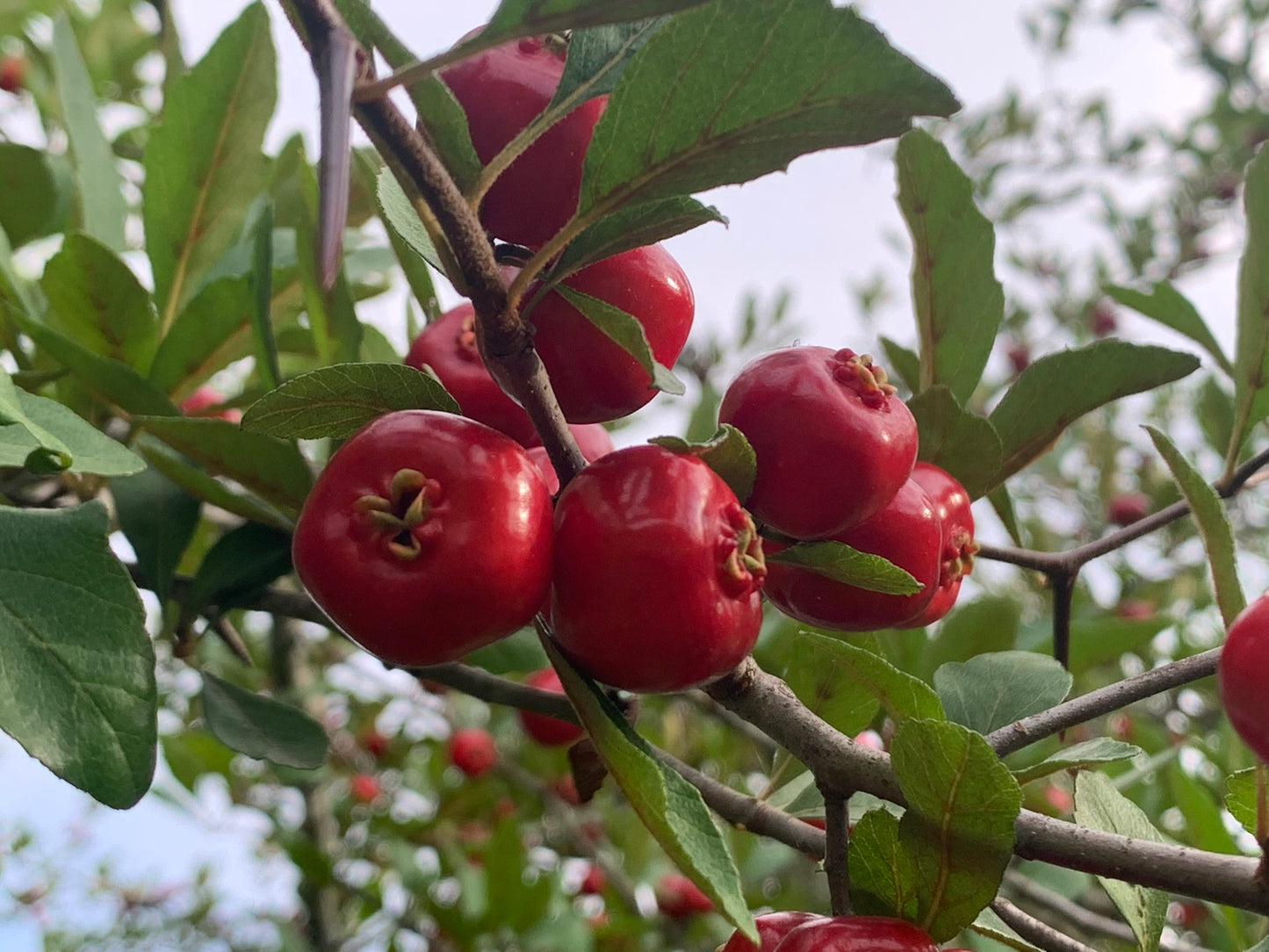 Mayhaw Jelly(two pack)